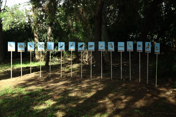 Campus Novel, (U.F.A) Urban Fauna Assembly, 2021