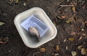 Rebecca Agnes, Nephelokokkygia, 2021