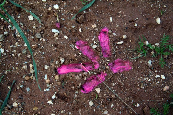 Stefania Migliorati , Post-Animal Tracks,2021